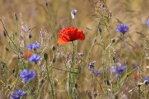 Feldblumen