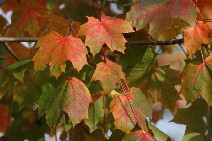 Herbstlicher Ahorn