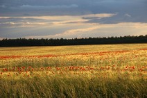 Naturkräfte