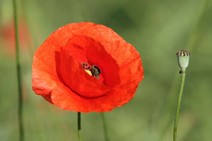 Papaver Rhoeas