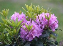 Rhododendron