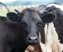 Auch tierische Stoffe werden verwendet